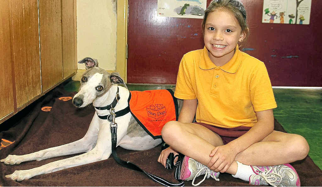 Wilson the whippet with Tweed Head South Public School Year 2 student Kalani Bryce. Story Dogs like Wilson provide a non-judgemental set of ears to young readers. Wilson the whippet with Tweed Head South Public School Year 2 student Kalani Bryce. Story Dogs like Wilson provide a non-judgemental set of ears to young readers.